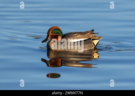 Teal Drake auf Wasser im frühen Morgenlicht Stockfoto