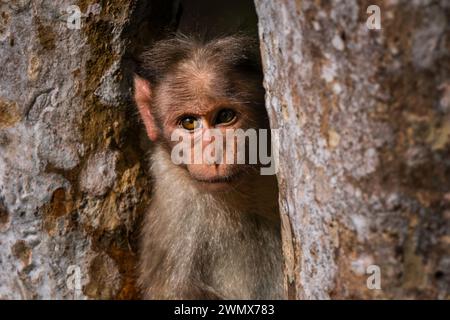 Bonnet Macaque - Macaca radiata, ein wunderschöner, beliebter Primat, der in den Wäldern und Wäldern Süd- und Westindiens endemisch ist, Nagarahole Tiger Reserve. Stockfoto