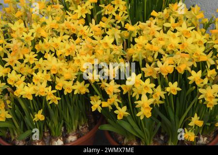 Kopenhagen, Dänemark /28 Februar 2024/.Narzissen Blumen zum Verkauf in der dänischen Hauptstadt Kopenhagen. Photo.Francis Joseph Dean/Dean Pictures Stockfoto