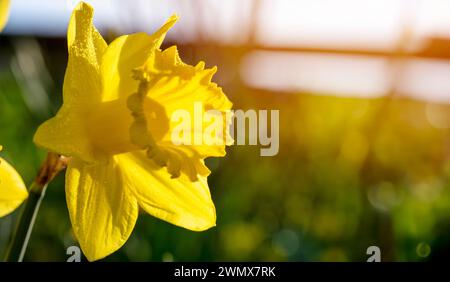 Erstaunliche gelbe Narzissen Blumen am sonnigen Frühlingstag. Stockfoto