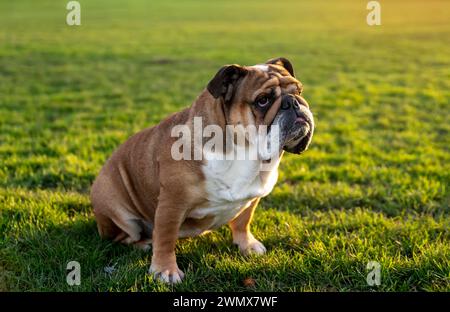 Lustiger, wunderschöner, klassischer britischer Red English Bulldog Dog für einen Spaziergang mit Blick auf das Gras im Wald an einem sonnigen Tag bei Sonnenuntergang Stockfoto