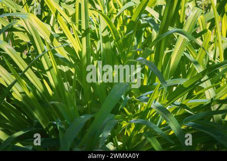 Textur von üppigem grünem Gras. Sommerfeld natürlicher Hintergrund. Hintergrund eines grünen Grases. Grüne Grasstruktur Grüne Grasstruktur von einem Feld. Grün Stockfoto