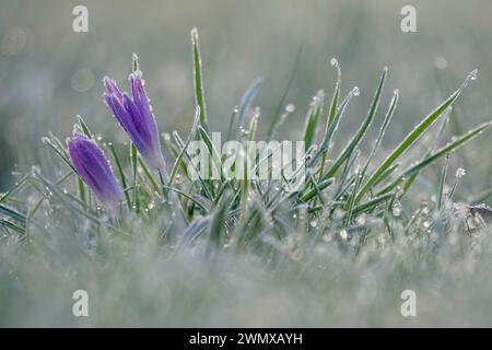 Krokus mit Frost am frühen Morgen, Februar, Deutschland Stockfoto