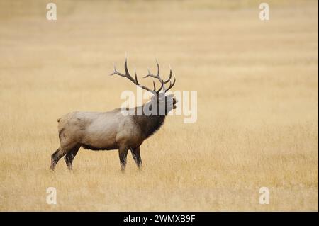 Wapiti (Cervus canadensis, Cervus elaphus canadensis), männliches Brüllen, Yellowstone-Nationalpark, Wyoming, USA Stockfoto