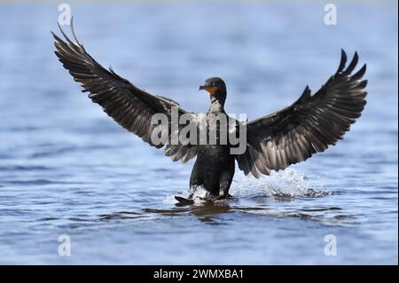 Europäischer Kormoran (Nannopterum auritus, Phalacrocorax auritus) landet im Wasser, Myakka River State Park, Florida, USA Stockfoto