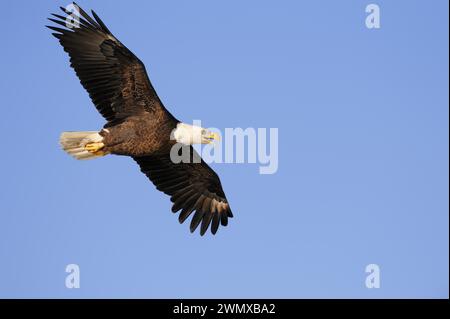 Weißkopfseeadler (Haliaeetus leucocephalus) fliegen, Everglades National Park, Florida, USA Stockfoto