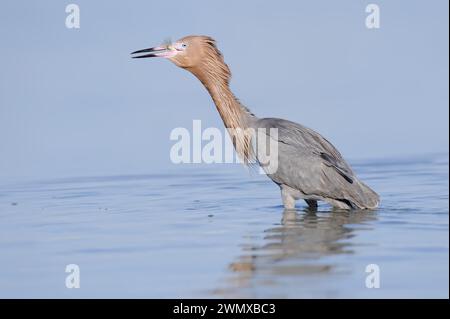 Blaufüßiger Reiher oder rötlicher Reiher (Dichromanassa rufescens, Egretta rufescens) mit Raubfischen, Florida, USA Stockfoto