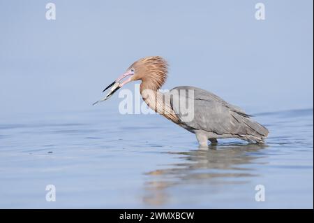 Blaufüßiger Reiher oder rötlicher Reiher (Dichromanassa rufescens, Egretta rufescens) mit Raubfischen, Florida, USA Stockfoto