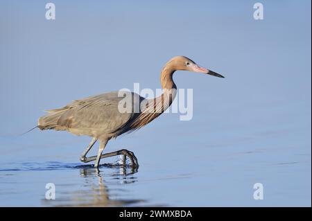 Blaufüßiger Reiher oder rötlicher Reiher (Dichromanassa rufescens, Egretta rufescens), Florida, USA Stockfoto