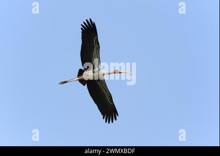 Farbenfroher Storch (Mycteria leucocephala, Ibis leucocephalus), fliegend, Keoladeo Ghana National Park, Rajasthan, Indien Stockfoto