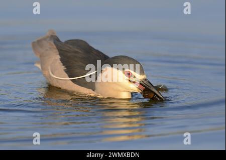 Schwarzgekrönter Nachtreiher (Nycticorax nycticorax) mit Raubfischen, See Kerkini, Griechenland Stockfoto