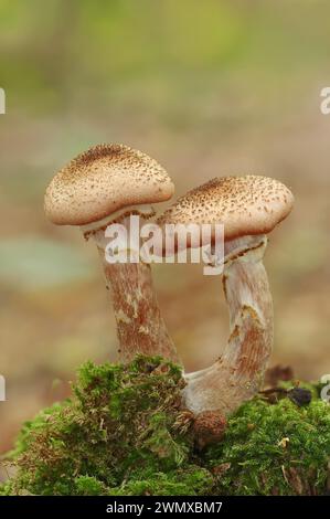 Gewöhnlicher Hallimash oder gewöhnlicher Hallimash (Armillaria ostoyae), Nordrhein-Westfalen, Deutschland Stockfoto