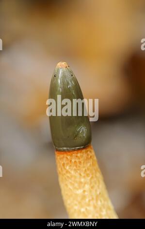 Hund Stinkhorn (Mutinus caninus), Nordrhein-Westfalen, Deutschland Stockfoto