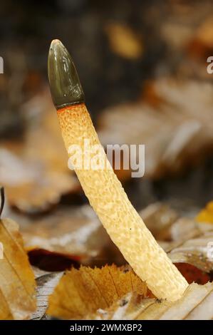 Hund Stinkhorn (Mutinus caninus), Nordrhein-Westfalen, Deutschland Stockfoto