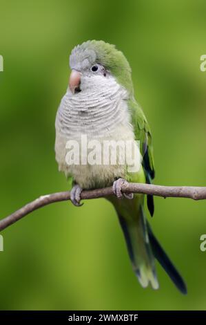 Mönchsittich (Myiopsitta monachus), Gefangener, in Südamerika Stockfoto