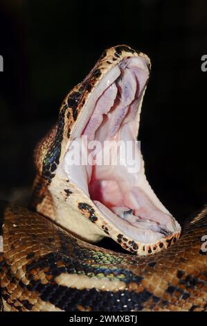 Kaiser Boa (Boa constrictor Imperator) mit offenem Mund, in Gefangenschaft, in Mittel- und Südamerika Stockfoto