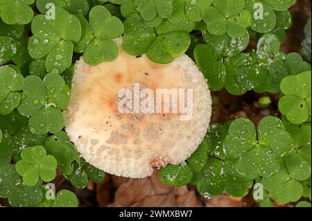 Perlpilz oder Blusher (Amanita rubescens) und Sauerampfer (Oxalis acetosella), Nordrhein-Westfalen, Deutschland Stockfoto