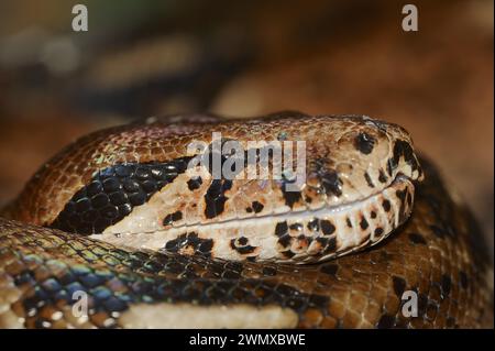 Boa constrictor Imperator (Boa constrictor Imperator), in Gefangenschaft, in Mittel- und Südamerika Stockfoto