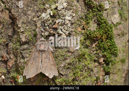 Pale tussock (Calliteara pudibunda), männlich, Nordrhein-Westfalen, Deutschland Stockfoto