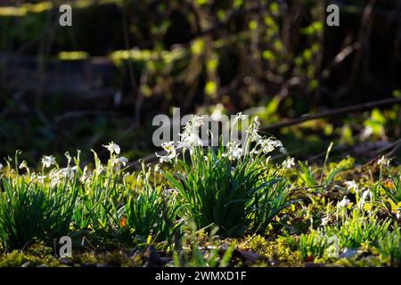 Erleben Sie die Wintergärten von Cambo und eine spezielle Schneeglöckchensammlung mit naturbelassenen Schneeglöckchen im Wald, spazieren Sie zum Meer. Stockfoto