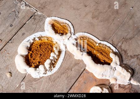 Pilzbefall von Holzelementen in Strukturen, Nahaufnahme Stockfoto