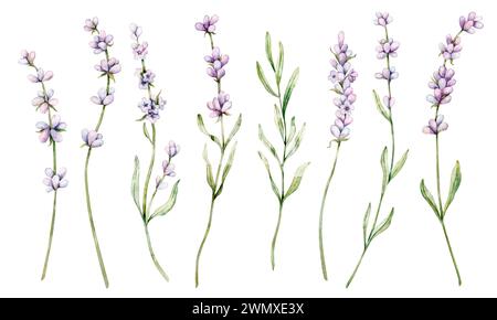 Aquarellset mit Lavendelblume. Clipart Mit Blumenmuster. Handgezeichnete botanische Illustration des Lavendelzweigs für Hochzeitseinladung, Logo, Karten, Verpackung Stockfoto