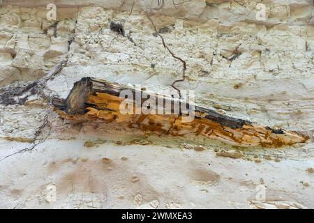 Ein fossiles Stück Holz, das aus einer Steinmauer ragt, versteinerter Wald, Lefkimis, Ostmakedonien und Thrakien, Griechenland Stockfoto