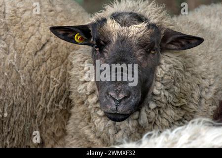 Männliche schwarzköpfige Hausschafe (Ovis aries), Rehna, Mecklenburg-Vorpommern, Deutschland Stockfoto