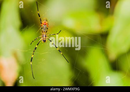 Leuchtend farbige Spinne auf einem Netz in natürlicher Umgebung, in Südkorea Stockfoto