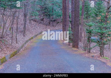 Eine sanfte Kurve auf einem abgeschiedenen Waldweg, gesäumt von Bäumen, in Südkorea Stockfoto