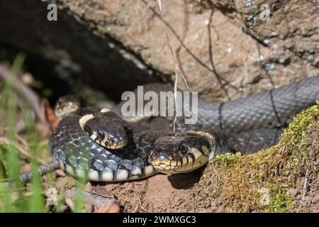 Gruppe von Grasschlangen (Natrix natrix), die sich im Frühling an einem Felsen in der Sonne sonnen Stockfoto