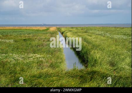 Ein Entwässerungsgraben überquert eine grüne Salzwiese unter bewölktem Himmel, Wangerland, Niedersachsen Stockfoto