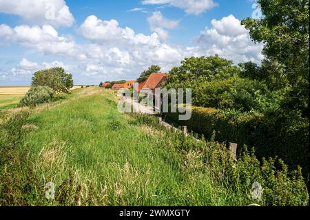 Eine ruhige Landstraße führt an Häusern und Feldern unter bewölktem Himmel entlang, historische Deichreihensiedlung am alten Deich bei Nessmersiel, Dornum, Osten Stockfoto