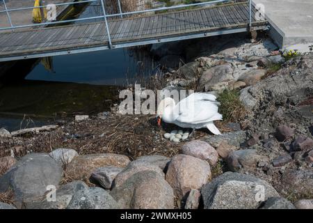 Schwan, Nest, Eier, Oeland, Schweden Stockfoto