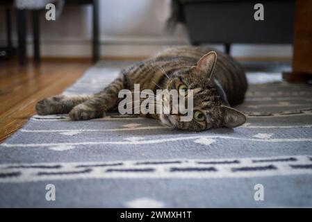 Katze, europäisches Kurzhaar, graues Tabby Stockfoto