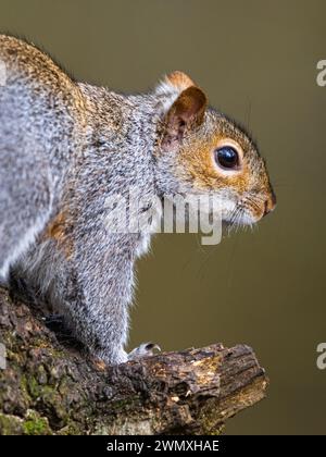 Graues Eichhörnchen, Sciurus carolinensis im Wald Stockfoto