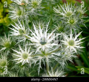 Nahaufnahme des silbrigen Laubs und der blauen kegelartigen Blüten der kurzlebigen Gartenpflanze eryngium giganteum Silbergeist. Stockfoto