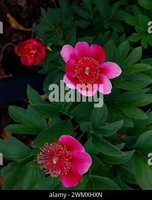 Nahaufnahme der rosa Blüten der mehrjährigen Gartenpfingstrose paeonia officinalis anemoniflora rosea. Stockfoto