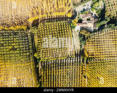 Bauernhof und europäisches Aspen (Populus tremula) in herbstlichen Farben. Für Holz angebaut. Luftaufnahme. Drohnenaufnahme. Provinz Granada, Andalusien, Spanien Stockfoto