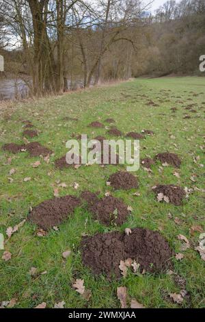 Maulwurf im Kocher Tal bei Tullau, Rosengarten, Rosengarten-Tullau, Europäischer Maulwurf (Talpa europaea), Kocher Tal, Kocher, Frühling Stockfoto