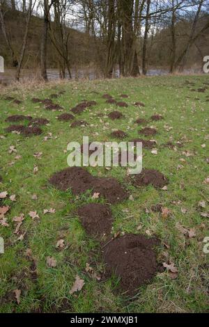 Maulwurf im Kocher Tal bei Tullau, Rosengarten, Rosengarten-Tullau, Europäischer Maulwurf (Talpa europaea), Kocher Tal, Kocher, Frühling Stockfoto