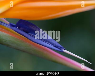 Makroaufnahme einer Blume des königlichen Paradiesvogels (Strelitria reginae) Stockfoto