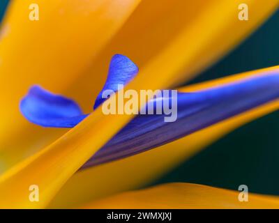 Makroaufnahme einer Blume des königlichen Paradiesvogels (Strelitria reginae) Stockfoto