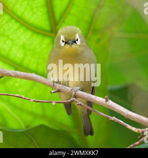 Ein weißes Auge des Kilimandscharo, das auf einem Zweig in einem Zoo sitzt, grüner Hintergrund Stockfoto