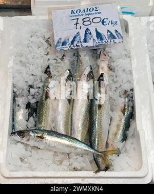 Frische Makrele auf Eis mit Preisschild auf einem Markt, Markthalle, Xanthi, Ostmakedonien und Thrakien, Griechenland Stockfoto