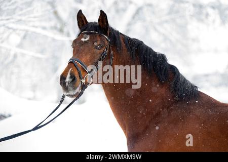 Holsteiner Pferd. Porträt des Lorenhengstes im fallenden Schnee. Deutschland Stockfoto