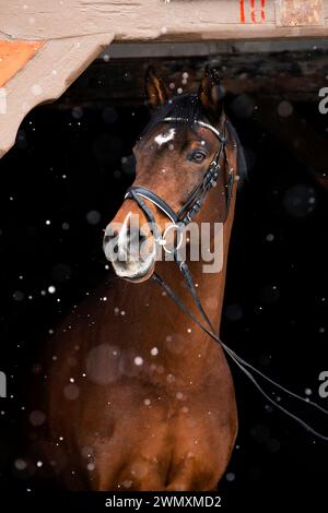 Holsteiner Pferd. Porträt des Lorenhengstes im fallenden Schnee. Deutschland Stockfoto