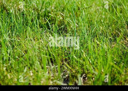 Hellgrünes Gras auf dem Rasen in Nahaufnahme Stockfoto