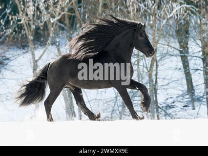 Friesen. Schwarzer Hengst im Galopp im Schnee. Deutschland Stockfoto