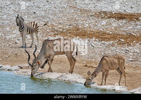 Malte und weibliche Kudu (Strepsiceros zambesiensis) trinken im Wasserloch, Etosha Nationalpark, Namibia, Afrika Stockfoto